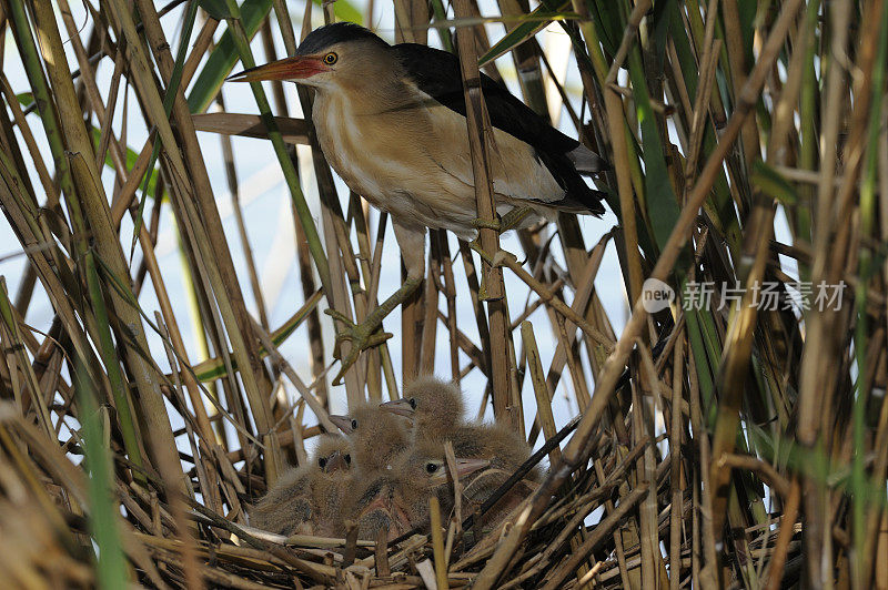 巢中的小麻鳽(Ixobrychus minutus)